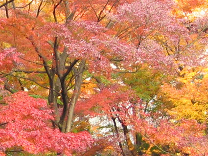 Orange Leaves