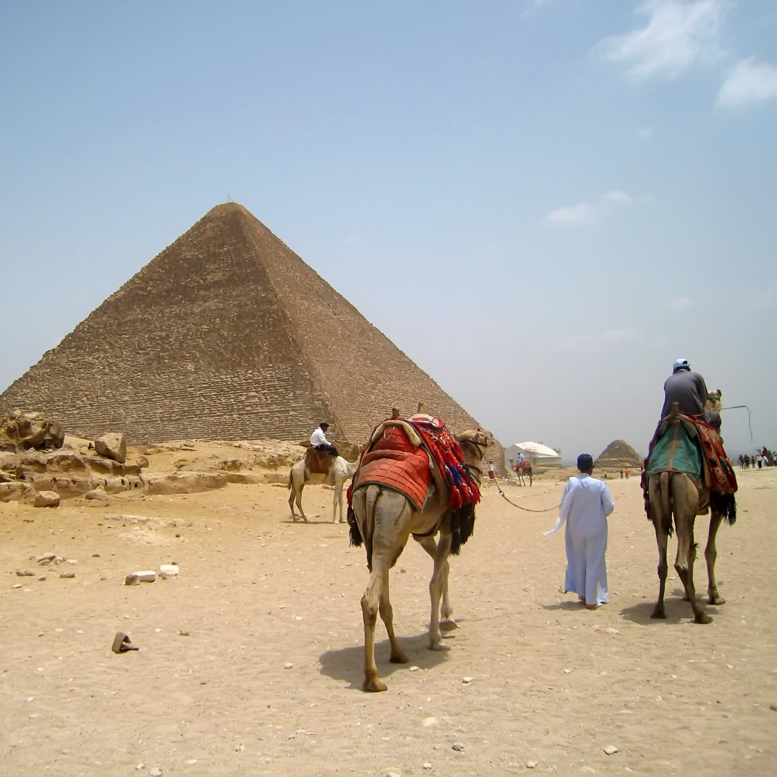 Camels in Egypt