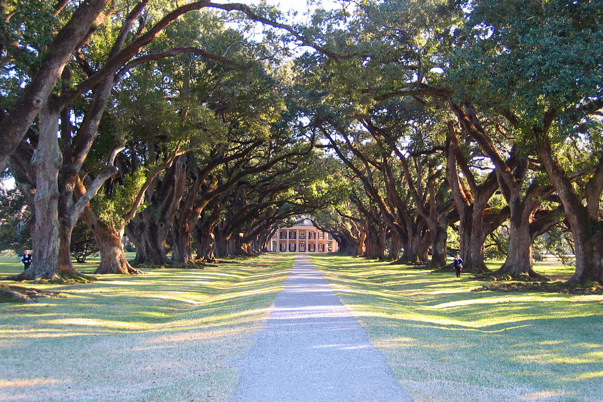 A path of oak trees leading up to the Oak Alley Plantation.