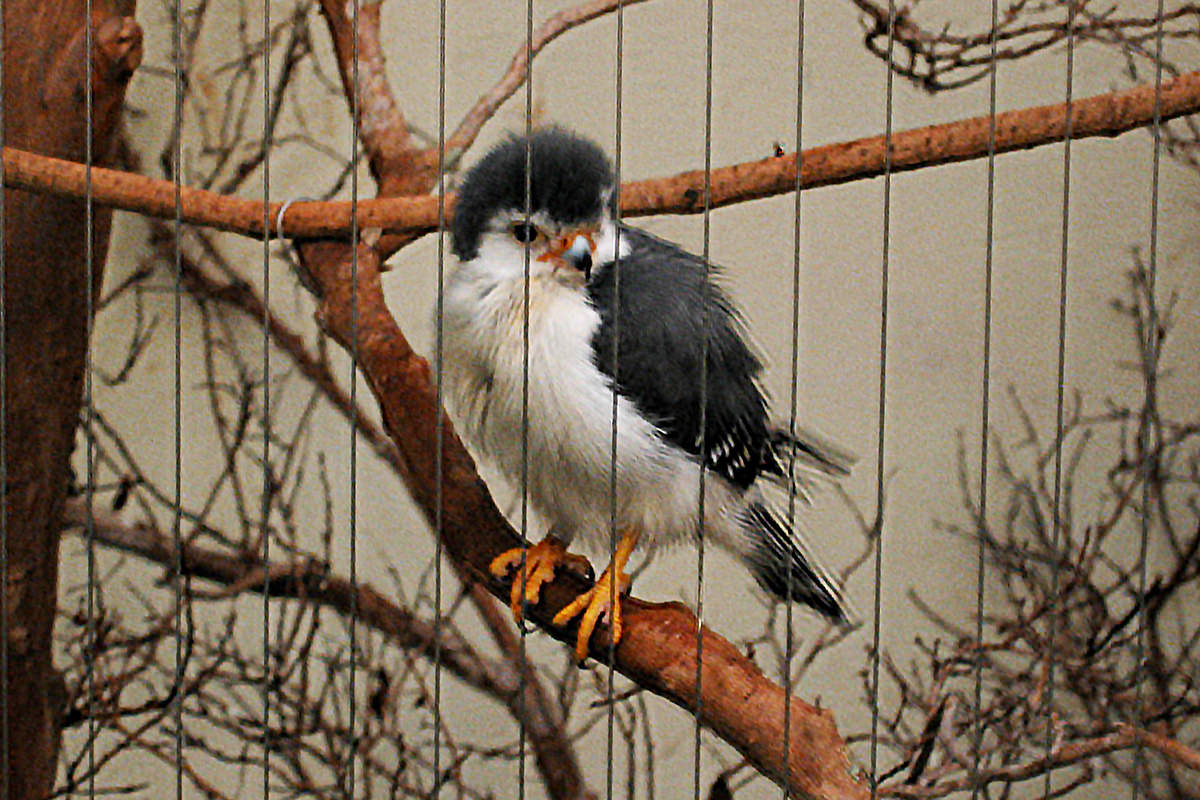 A small bird with very fuzzy-looking black feathers on his top half and white feathers on his breast and bottom half.