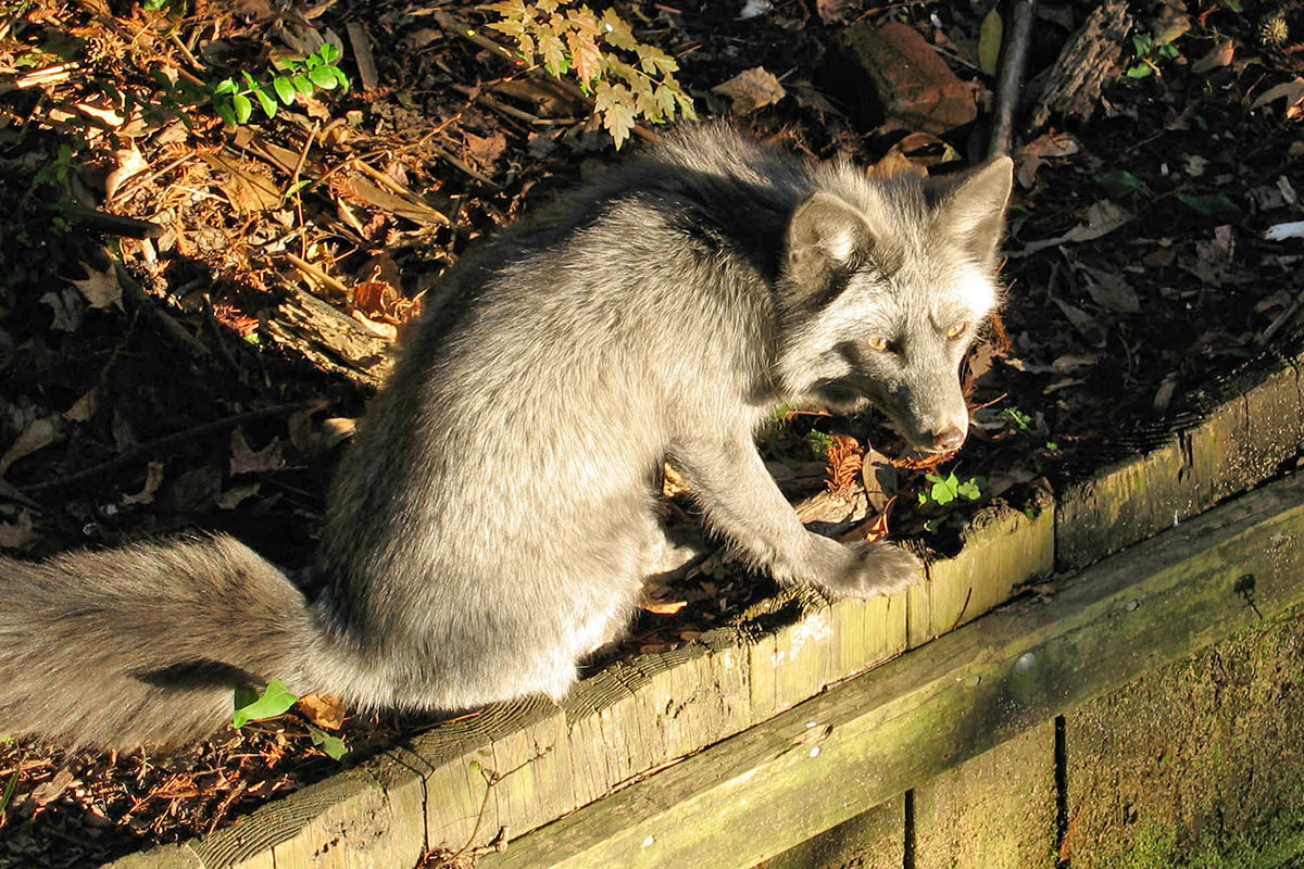 A gorgeous silver fox looking a bit wary as people stare at him.