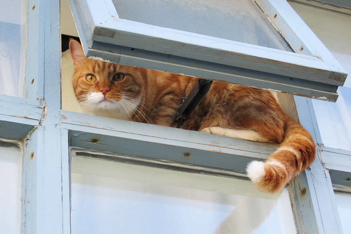 A kitty in a window in Iceland