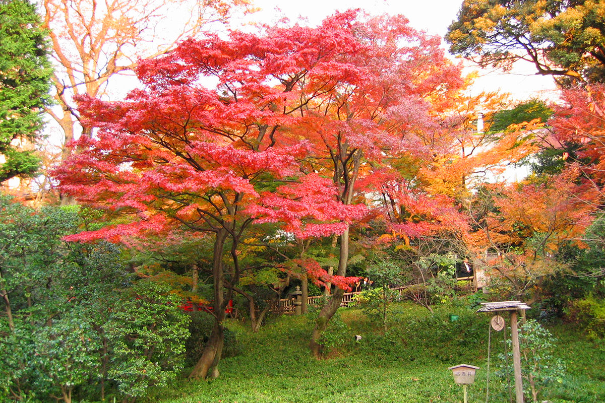 A Japanese maple tree with beautiful red leaves in a park at Chinzan-so in Japan.