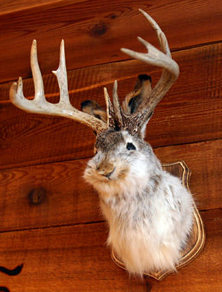 Jackalope