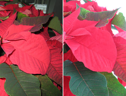 Pointsettia Flash