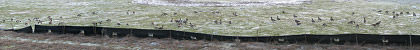 Killer Goose Panorama