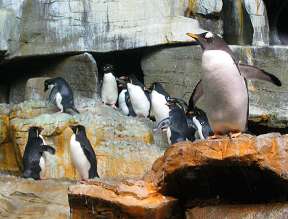 Shedd Aquarium