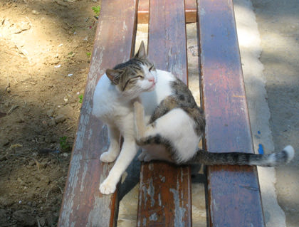 Knossos Cat