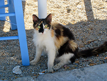 Mykonos Cat