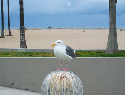 Seagullvenicebeach