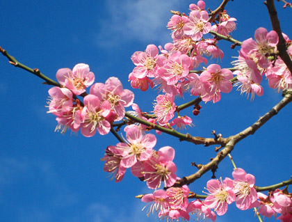 Chinese Garden Portland