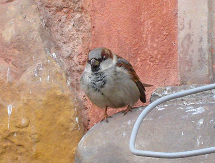 Angry Bird