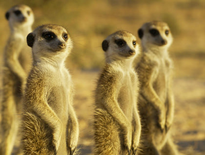 Cute little meerkats standing in the desert.