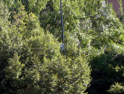 Street sign hidden in the trees.