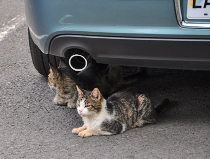 Iao Needle Cats