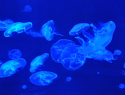 Jelly Fish Tank