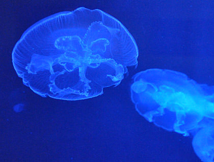 Jelly Fish Tank