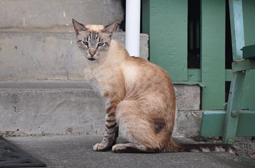 Painted Church Kitty