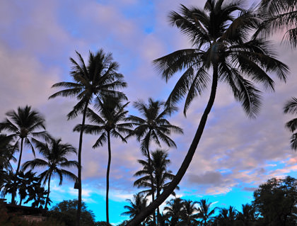 Palms at Sunset