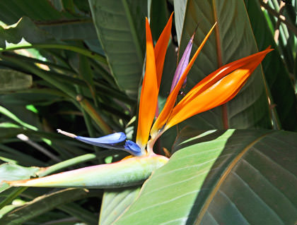 Bird of Paradise Flower