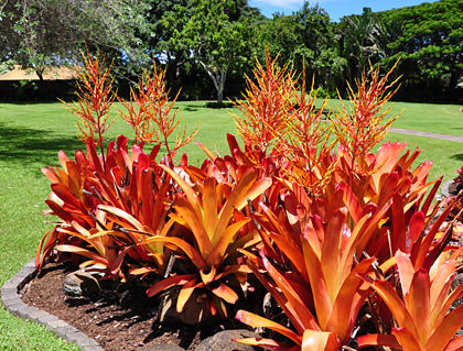 Maui Tropical Plantation View