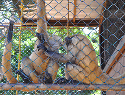 Carlos and Montana Monkeys