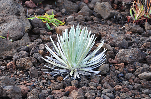 Baby Silversword