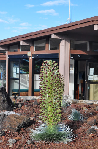 Silversword in Bloom