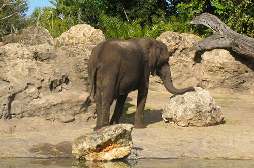 Animal Kingdom: Elephant Rest