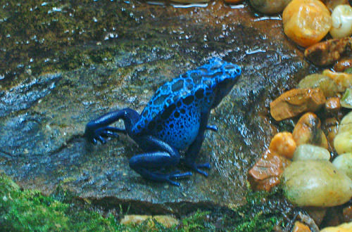 Animal Kingdom: Jungle Frog!