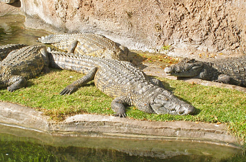 Animal Kingdom: Gator