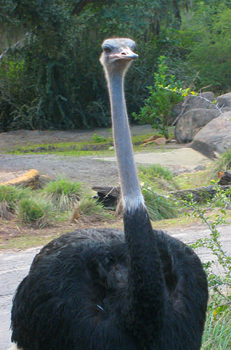 Animal Kingdom: Ostrich Stop!