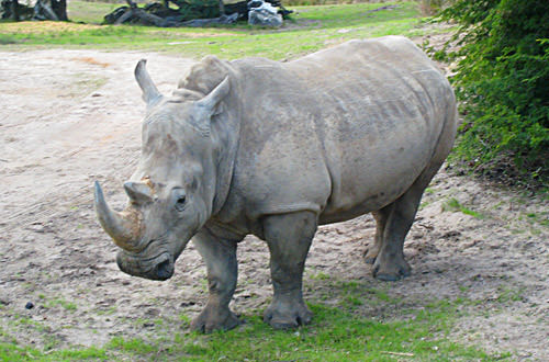 Animal Kingdom: Rhino Crossing