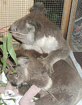 Koala Sam gets a hug from her boyfriend Koala Bob