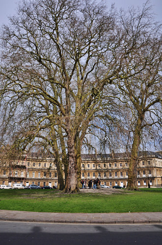 Bath Circus Tree