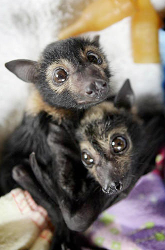 Baby Fruit Bats!