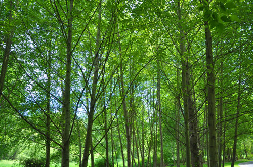 Bothell Landing Park
