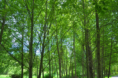 Bothell Landing Park