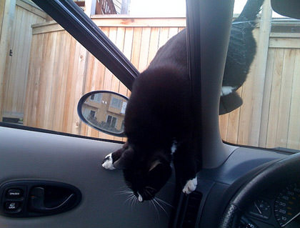 Psycho Cat breaks in my car