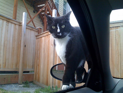 Psycho Cat on my car door