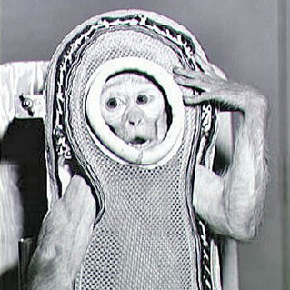 Space Monkey