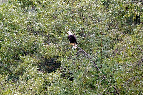 American Bald Eagle in a Tree