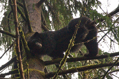 Momma Bear in a Tree