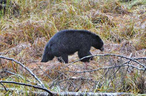 Bear in the Bush