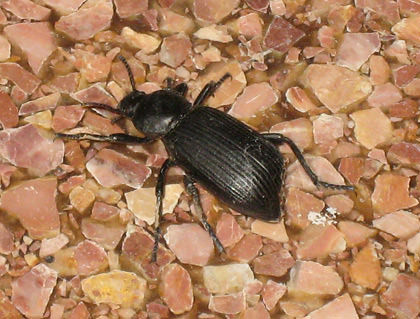 Chomped Beetle
