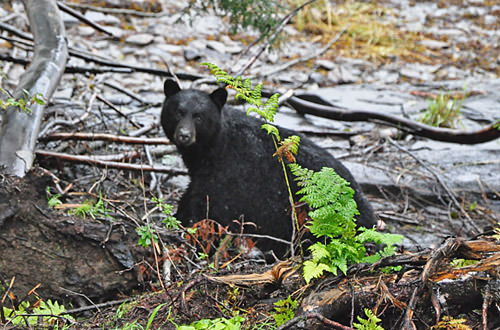 Wet Bear