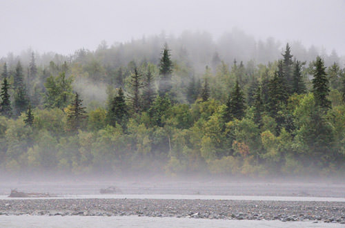 Trees in the Mist