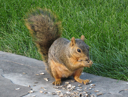 Nutty Squirrel