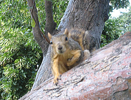 Squirrel Attack