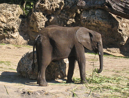 Safari Elephant